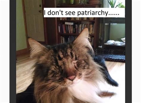 Confused Cats Against Feminism Tumblr Is The Best Response To Women Against Feminism