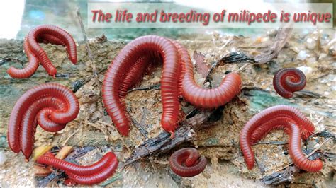 The life and breeding of milipede is unique and rare. - YouTube