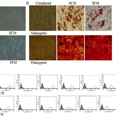 The Characteristics Of Uc Mscs In Sfm A Morphologies Of Uc Mscs In Download Scientific