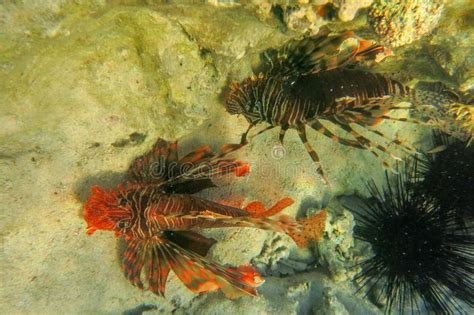 Lionfish Genus Pterois Stock Photo Image Of Yellow Invasive