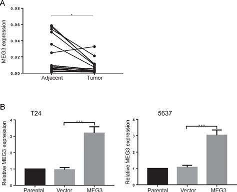 Figure From Up Regulation Of Lncrna Meg Inhibits Cell Migration And