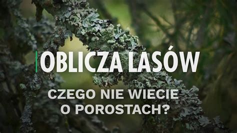 Czego Nie Wiecie O Porostach Oblicza Las W Youtube