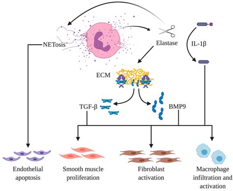 Cells Free Full Text Perivascular Inflammation In Pulmonary