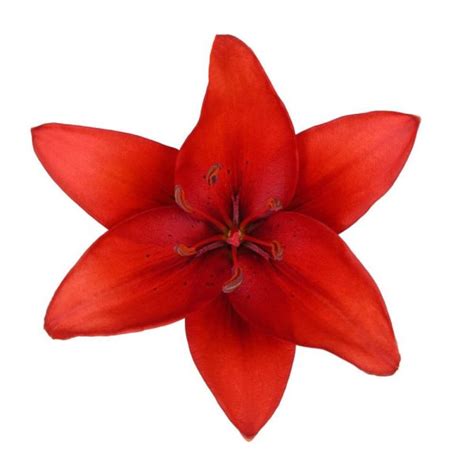 Red Asiatic Lily - A True Charm of Love - Toronto Bulk Flowers