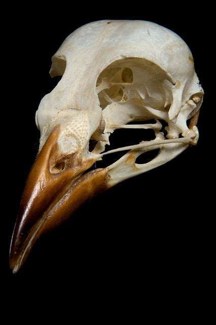 Bird Skull Animal Skeletons Skull Bird Skull