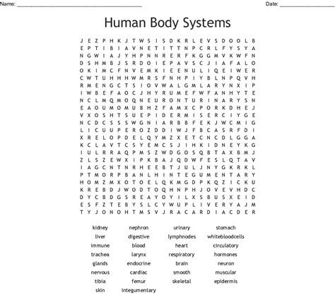 Human Body Systems Crossword Puzzle