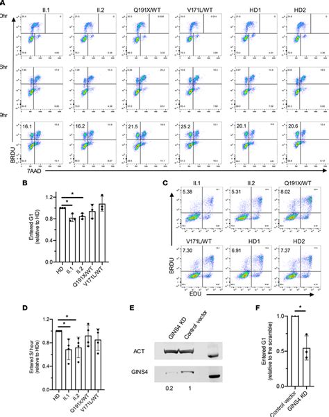 Individual Derived Blcls And Gins Kd Rpe Htert Cells Have A Mild Delay