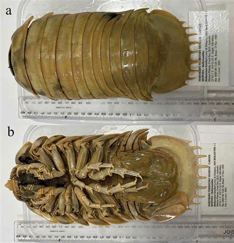 Recently discovered 'sea bugs' can eat entire alligator corpse