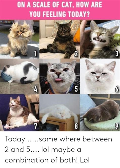 On A SCALE OF CAT HOW ARE YOU FEELING TODAY Todaysome Where Between 2