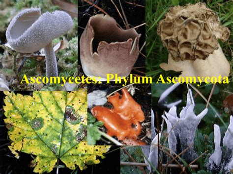 Ascomycetes: Phylum Ascomycota