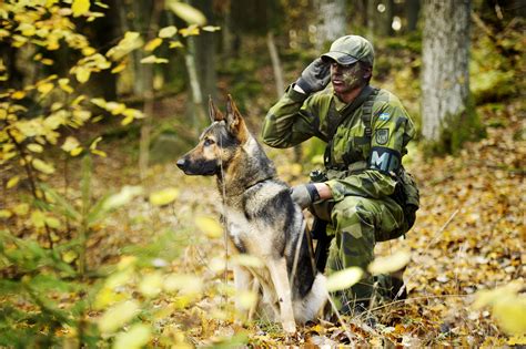 Swedish military police patrol dog and its handler. Kungsängen, Sweden ...