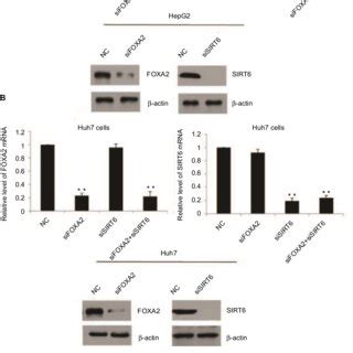 FOXA2 Interacts With SIRT6 Directly In Vivo And In Vitro Notes A