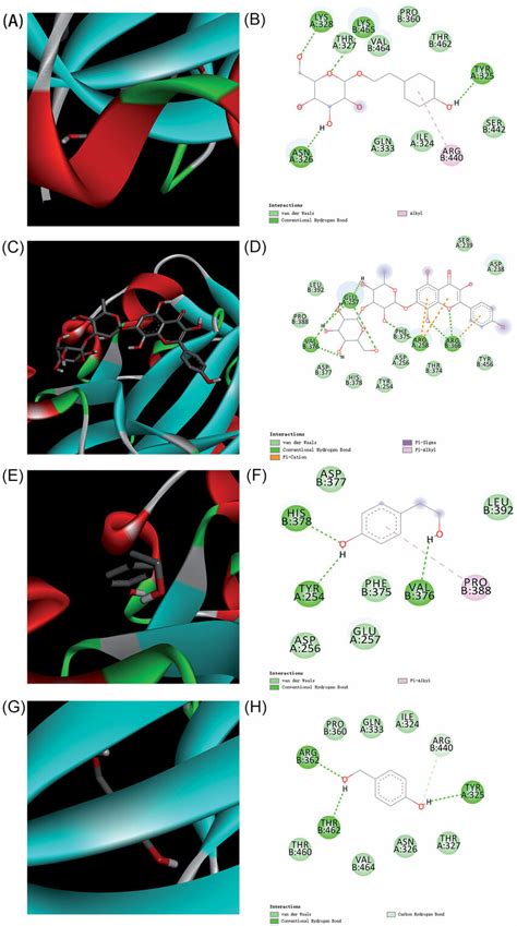 The Predicted Interactions Between Hif A With Salidroside Rhodiosin