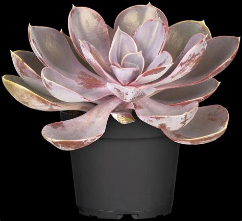 Echeveria Perle Von N Rnberg Bild Kaufen