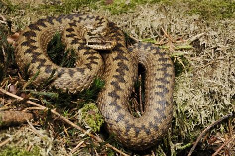 Scopri Quali Sono I Serpenti Pi Comuni In Italia Foto