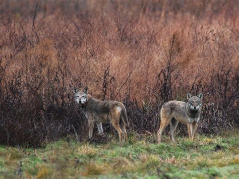 Historic Settlement Secures Conservation Of Endangered Red Wolves In