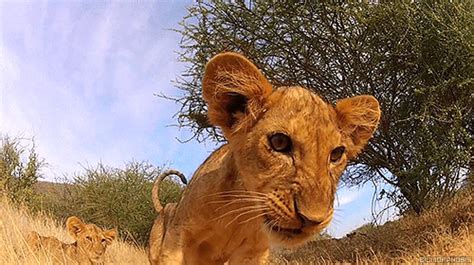 Lion Cub GIF - Find & Share on GIPHY