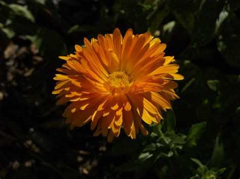 Calendula Flower And Diy Salve Central Texas Gardener