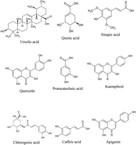 Bioactive Phenolic Compounds From Indian Medicinal Plants For