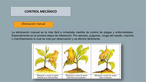 Manejo Integrado De Plagas Mip Ppt