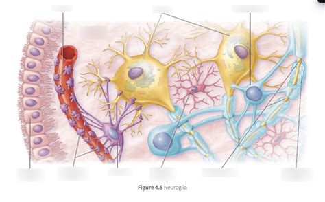 Neuroglia Diagram Quizlet