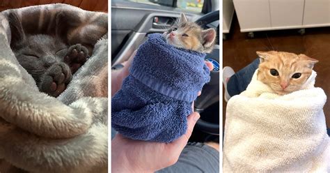 A Snuggle Bundle Of Purrito Cats Wrapped Up To Purrfection 18