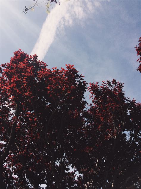 Free Images Tree Nature Branch Cloud Sky Sunlight Leaf Flower