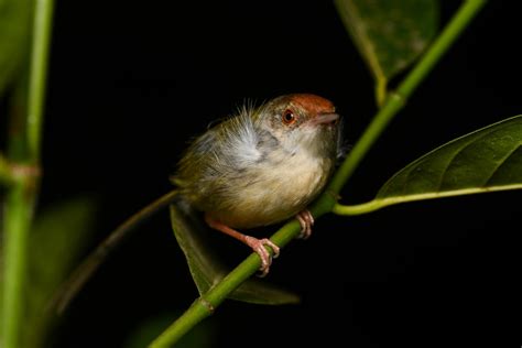 Common tailorbird (Orthotomus sutorius)