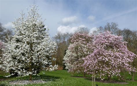 Magnolia × Loebneri Trees And Shrubs Online