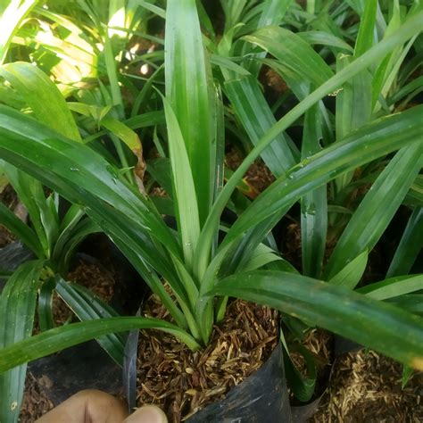 Jual Tanaman Hias Pandan Wangi Bibit Pohon Hias Pandan Wangi Pandan