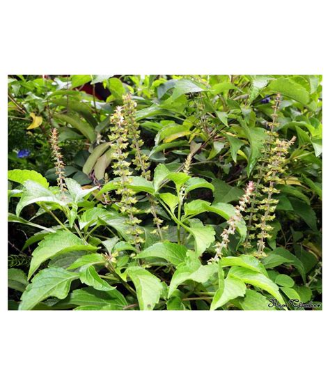 Kapebonavista Ocimum Grattissimum Clove Tulsi Plants Raw Herbs 1 No S