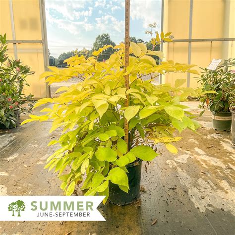 sun king golden japanese spikenard aralia cordata sun king