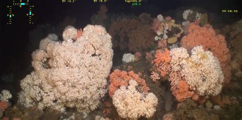 A Glimpse Into Cold Water Coral Reefs Around Iceland Reef Builders