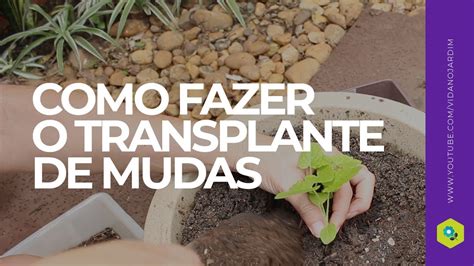 COMO FAZER O TRANSPLANTE Das MUDAS Da SEMENTEIRA YouTube