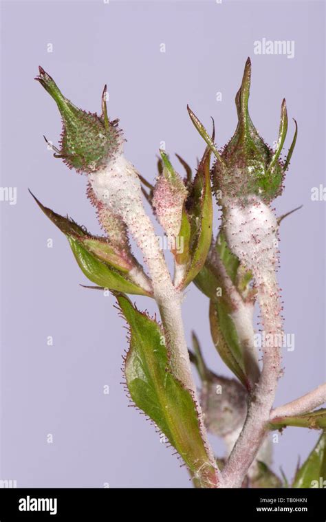 Powdery Mildew Podosphaera Pannosa Fungal Disease On Rose Buds Rosa