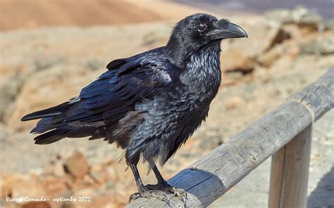 Cuervo Canario Corvus Corax Canariensis Grandes Negros Flickr