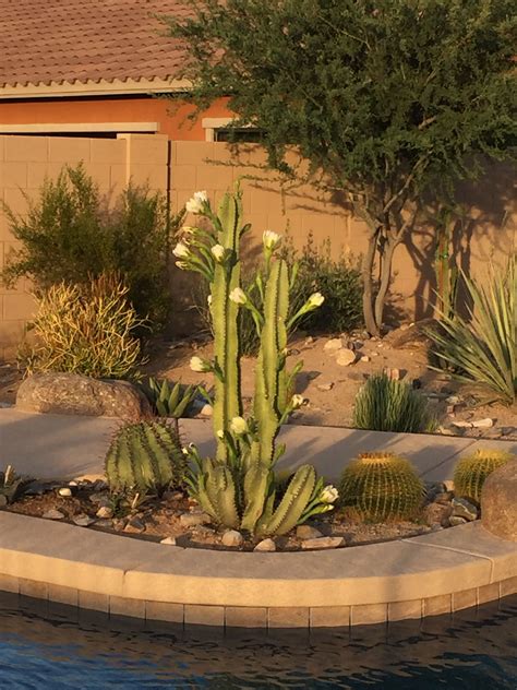 Pin By Bluebirdaz On Desert Landscape Plants Az Desert Landscaping Landscaping Plants Plants