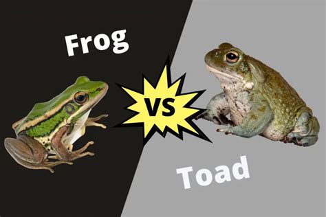 Difference Between Frog And Toad ContrastHub