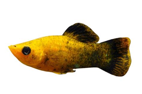 Black And Gold Molly Fish