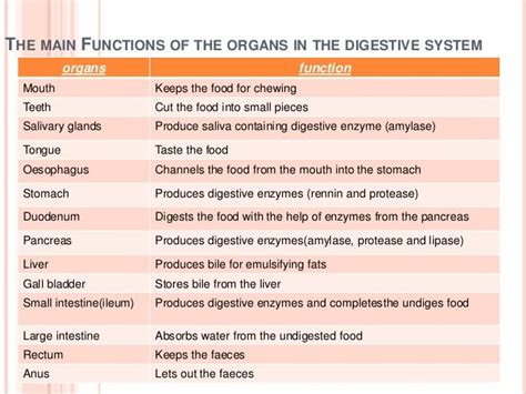 2.3 the human digestive system