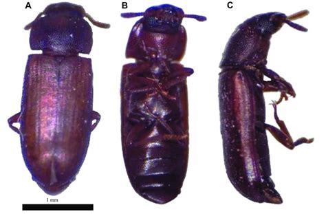 Morphological Characteristics Of Red Flour Beetle Tribolium Castaneum Download Scientific