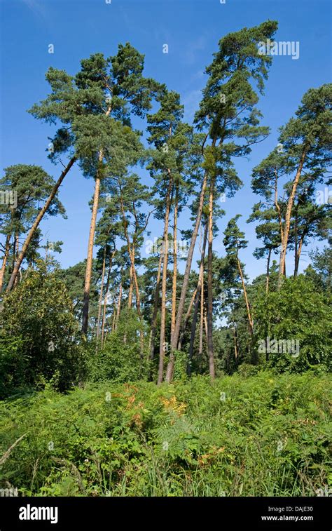 Pinos Silvestres Pino Silvestre Pinus Sylvestris De Madera De Pino