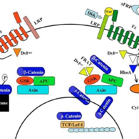 Schematic Representation Of Wnt Signaling Pathways Characterized In B Download Scientific