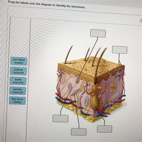 Solved Drag The Labels Onto The Diagram To Identify The Chegg