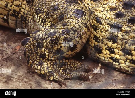 Crocodile Leg Stock Photos And Crocodile Leg Stock Images Page 2 Alamy