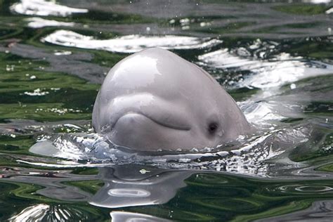 Aquarium's baby beluga feeling frisky again | CTV News