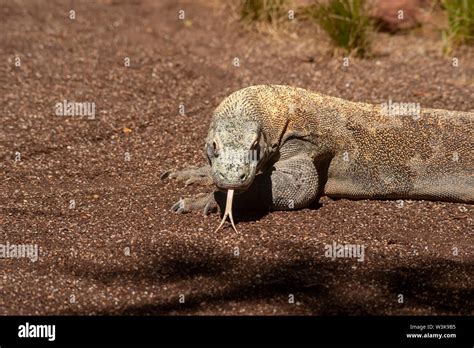 Ecologia Del Drago Di Komodo Immagini E Fotografie Stock Ad Alta