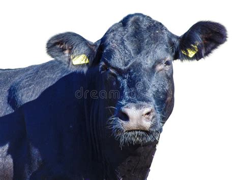 black angus  head white background stock   royalty