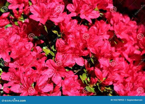 Flores Rojas Brillantes De La Azalea Imagen De Archivo Imagen De