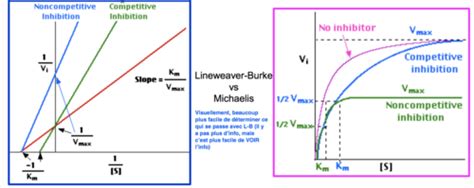Types D Inhibition Enzymatique Cartes Quizlet